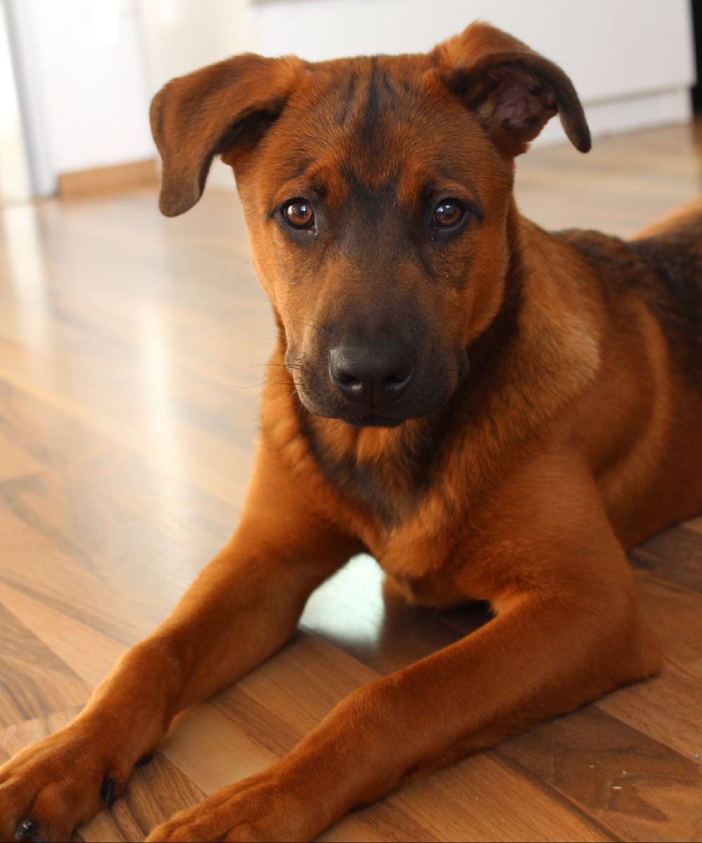 Buddy – unser Bürohund